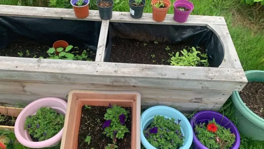Pots and window planters of seedlings grown by the club
